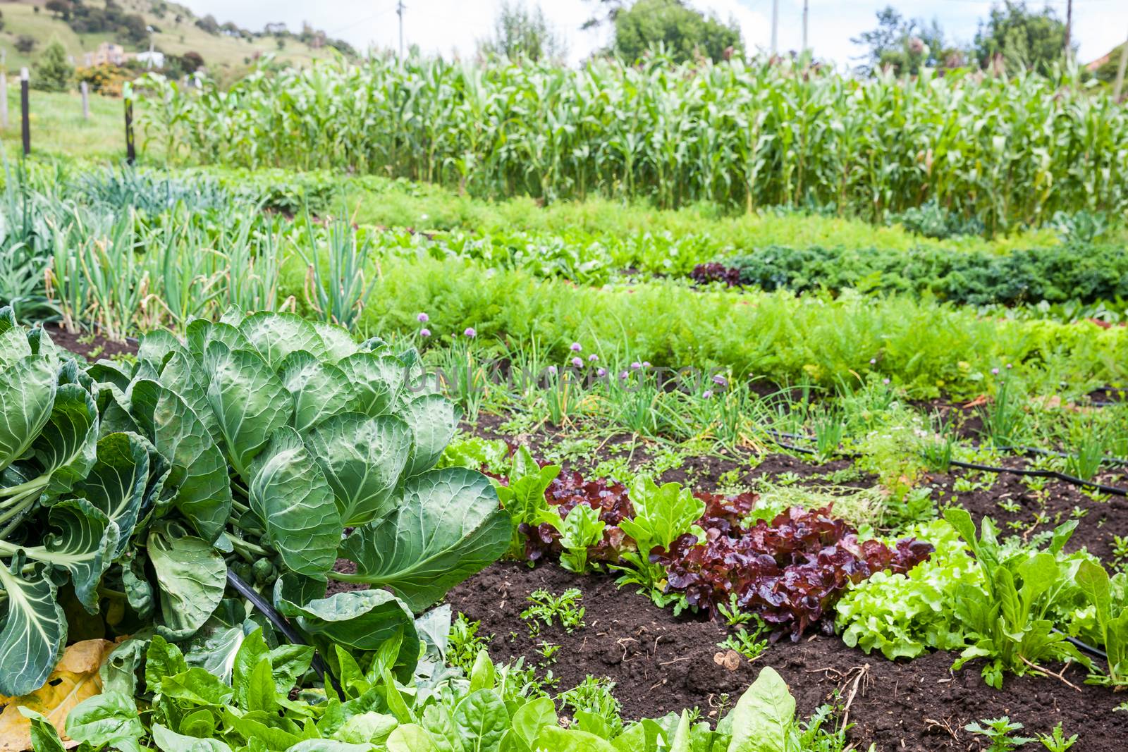 Orchard with several types of vegetables