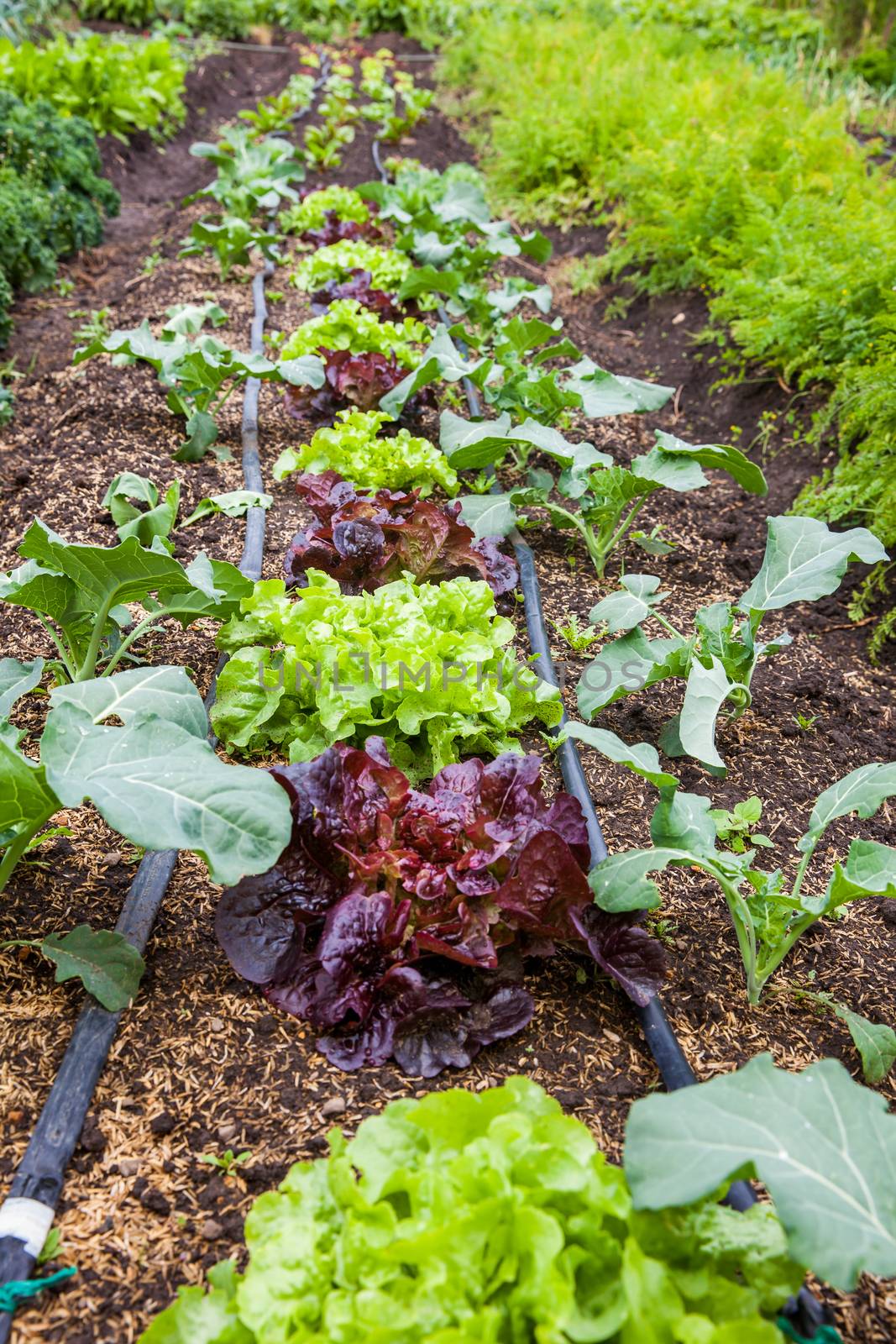 Romaine lettuce (Lactuca sativa) at cultivation field