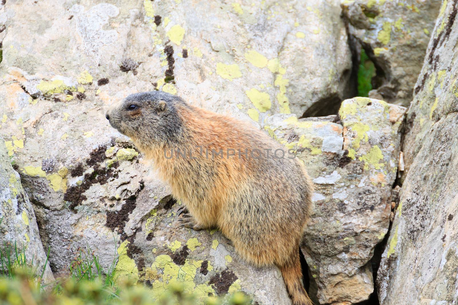 Close up of an alpine marmot along a trekking path, italian alps, mountain panorama