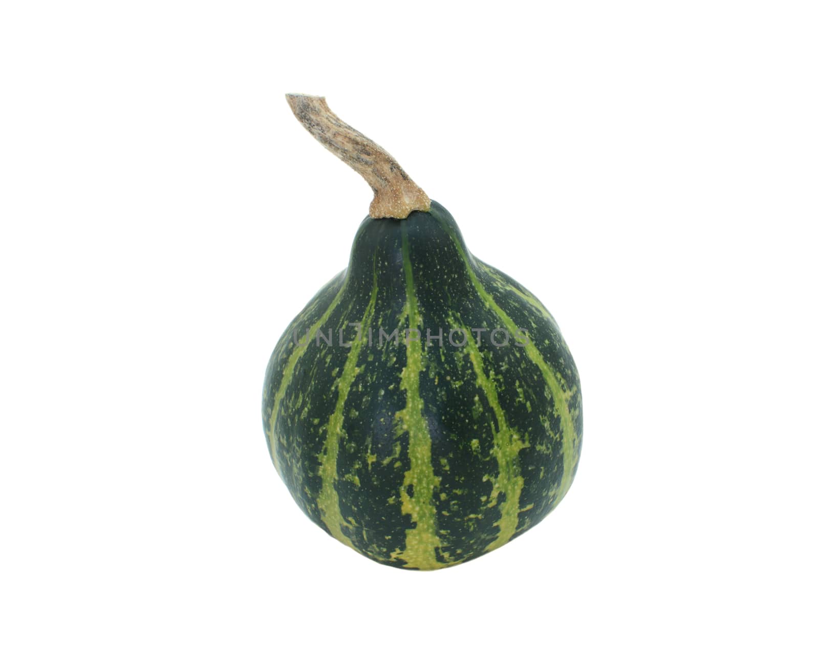 Spinning gourd, dark green striped ornamental squash, isolated on a white background