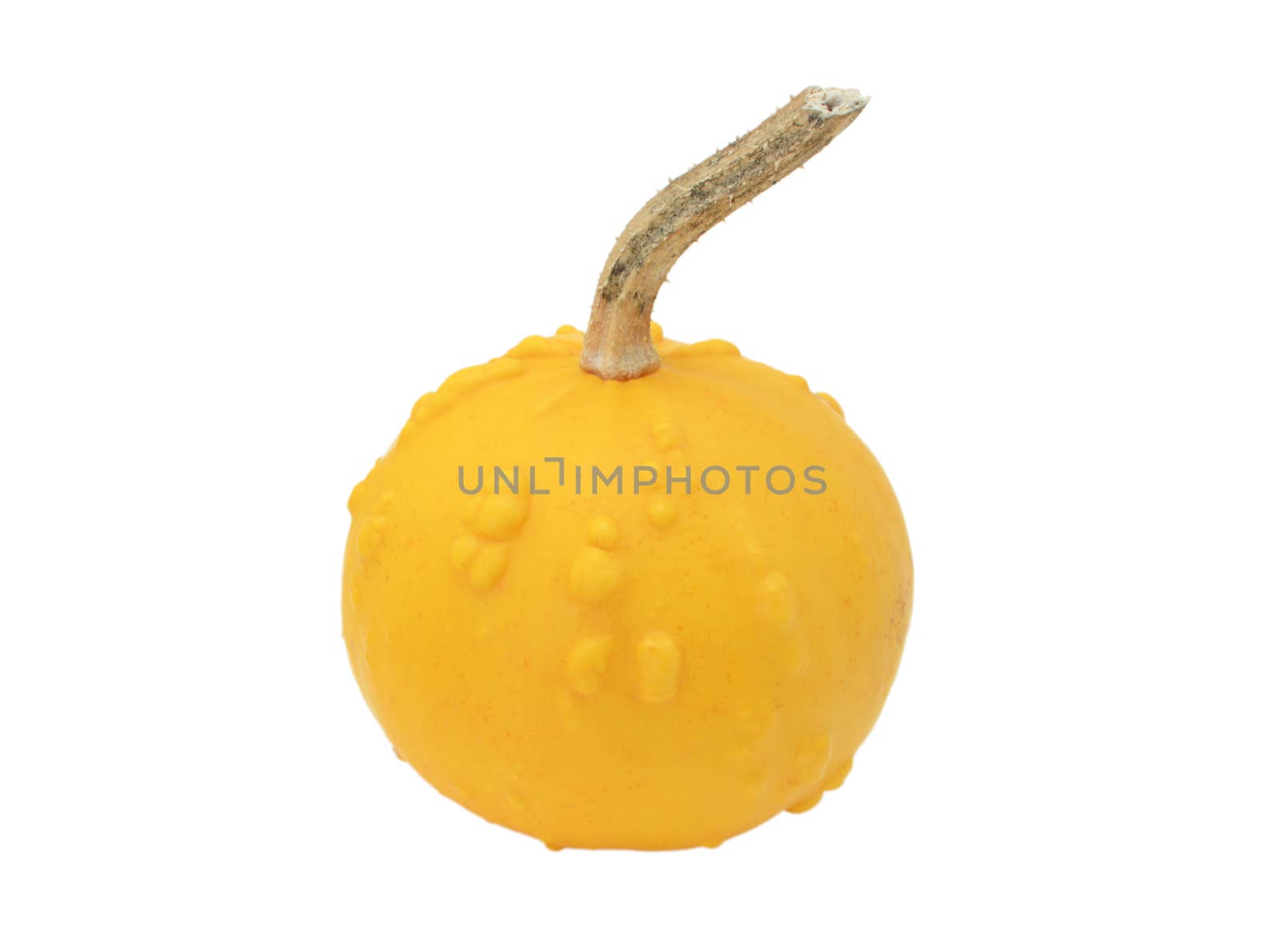 Round orange ornamental gourd with warty lumps, isolated on a white background