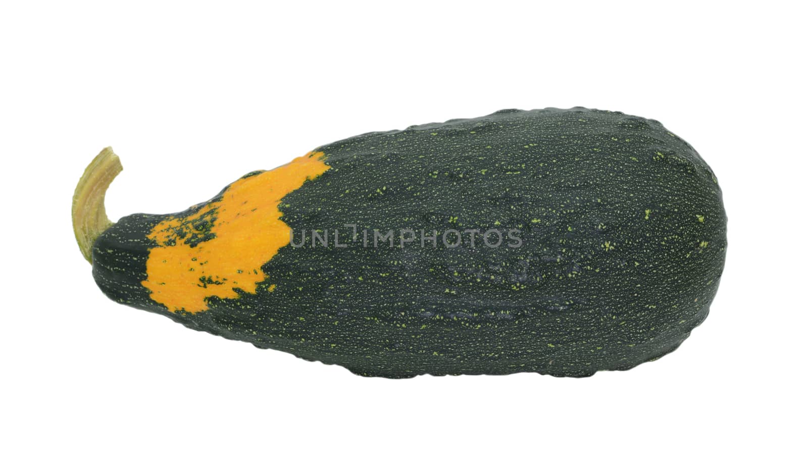 Large dark green marrow-shaped ornamental gourd with orange patch and warty lumps, isolated on a white background