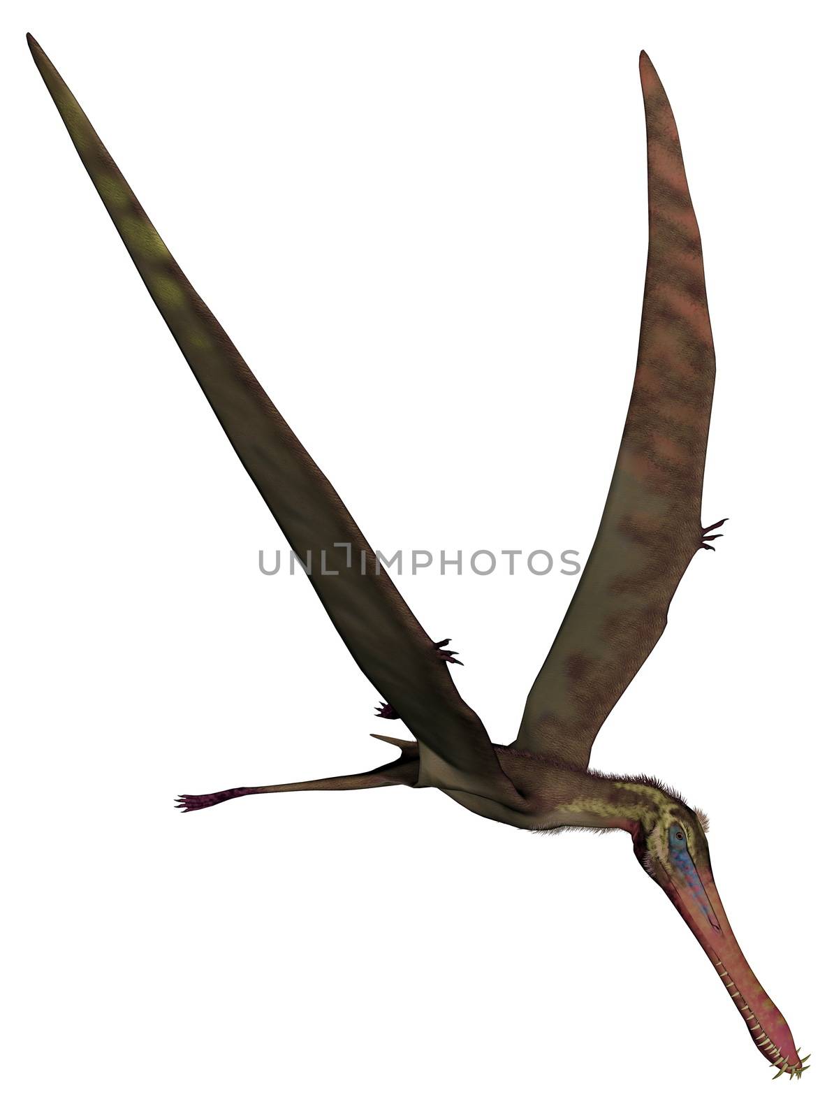 Anhanguera prehistoric bird flying wings up isolated in white background - 3D render