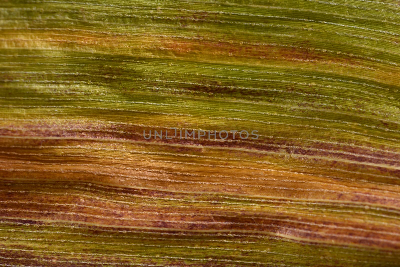 Autumnal sweetcorn foliage with green, orange and red stripes as an abstract macro background