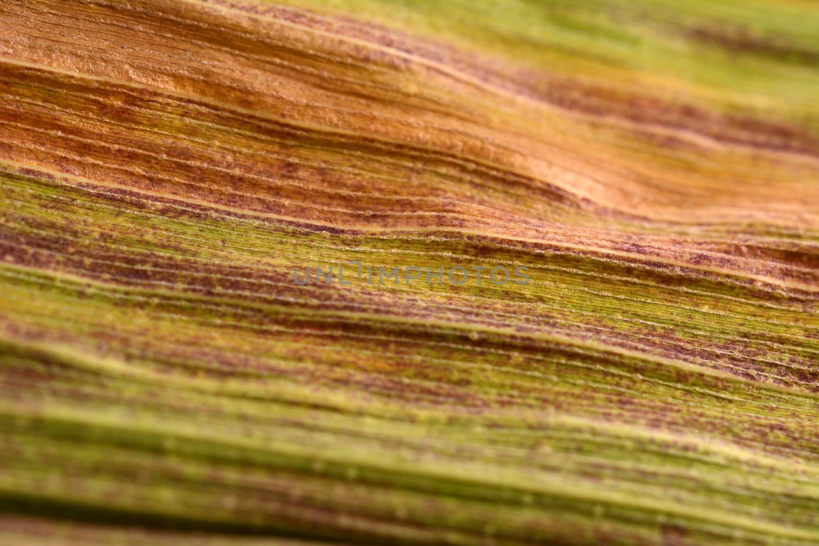 Abstract macro of maize foliage with autumn colours of orange, red and green forming a textured background