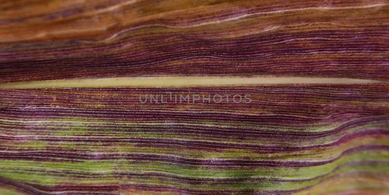 Deep purple and green stripes on a sweetcorn leaf dying off in fall, abstract macro background