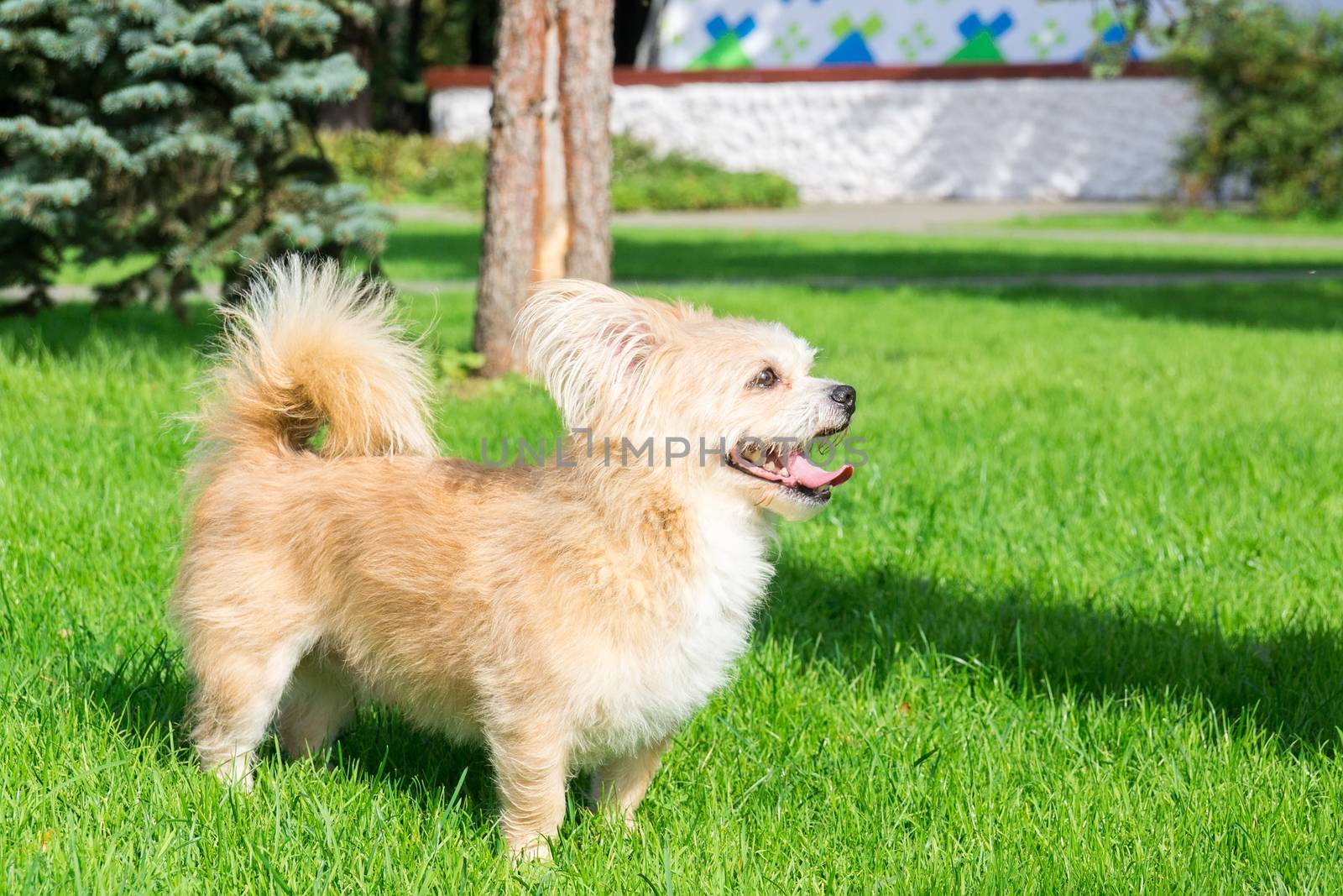 Little dog lying on the grass in the park, nature, autumn