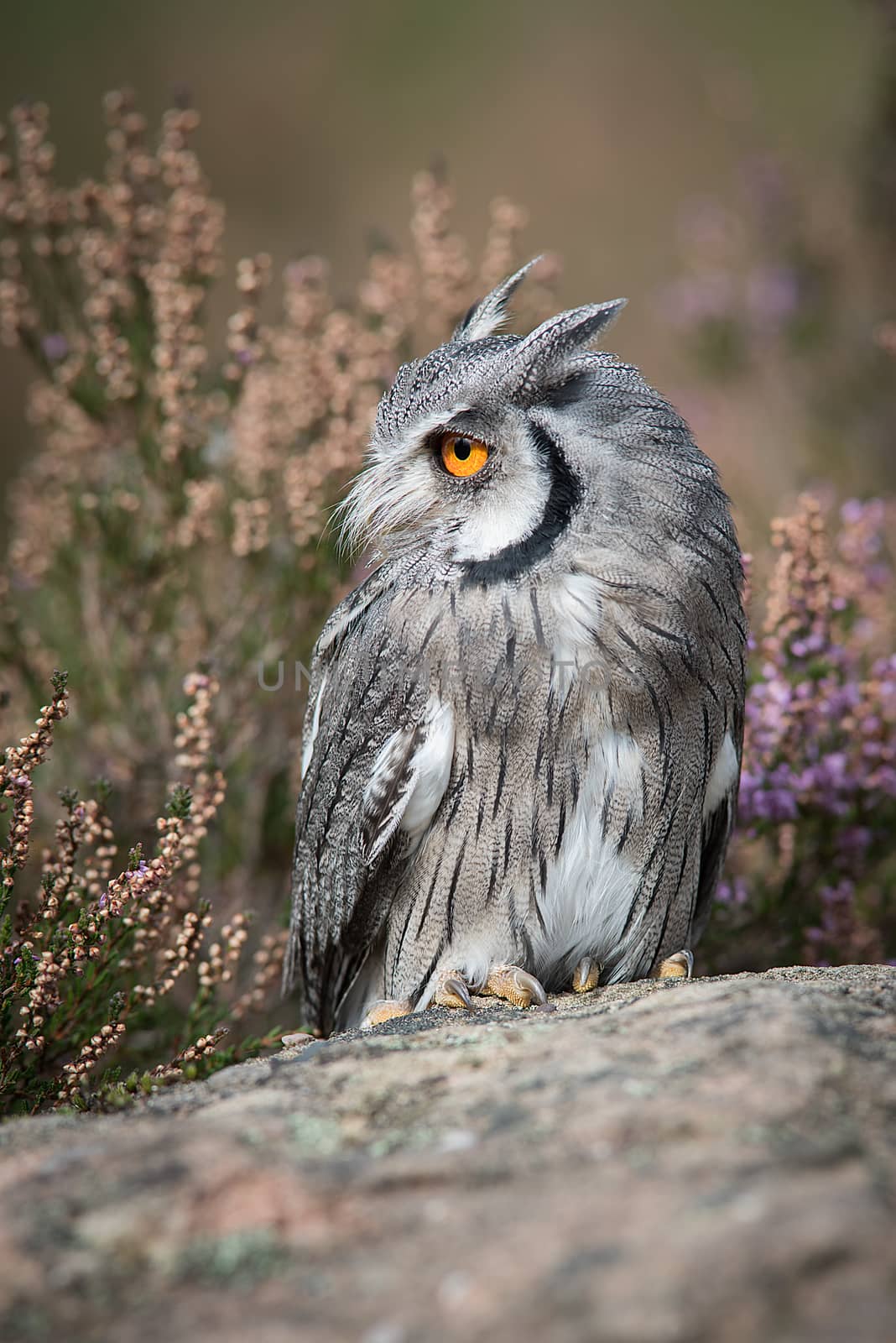 Scops owl looking left by alan_tunnicliffe