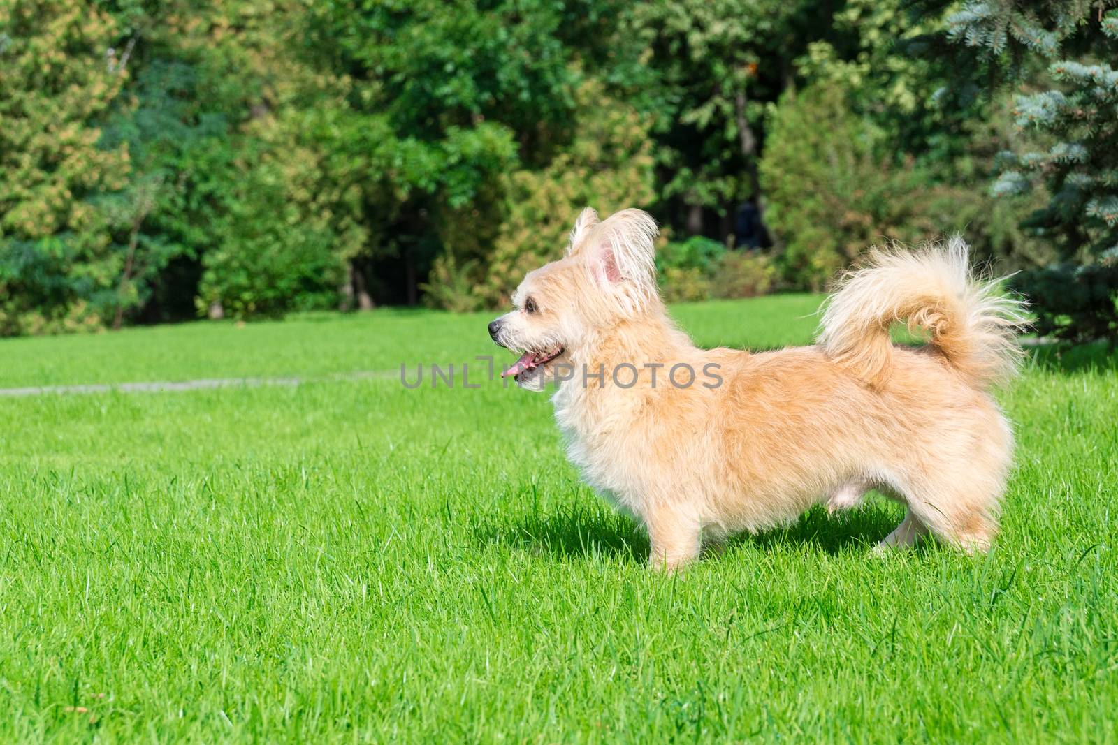 Little dog lying on the grass in the park, nature, autumn