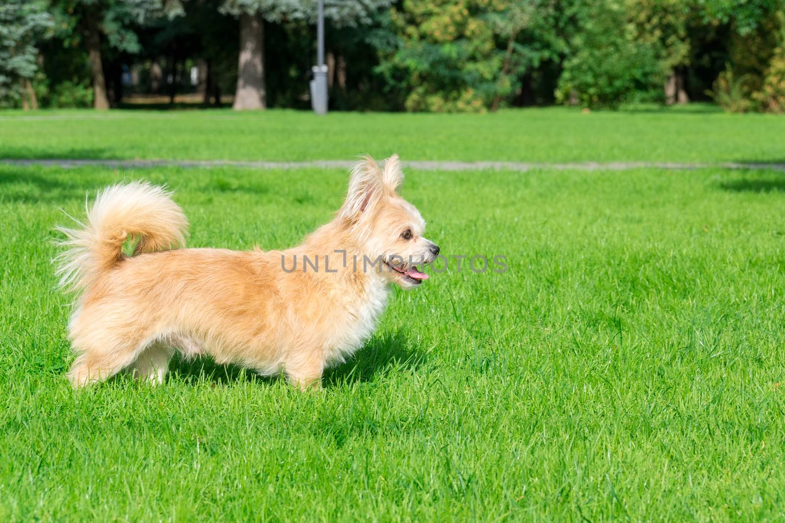 Little dog lying on the grass in the park, nature, autumn