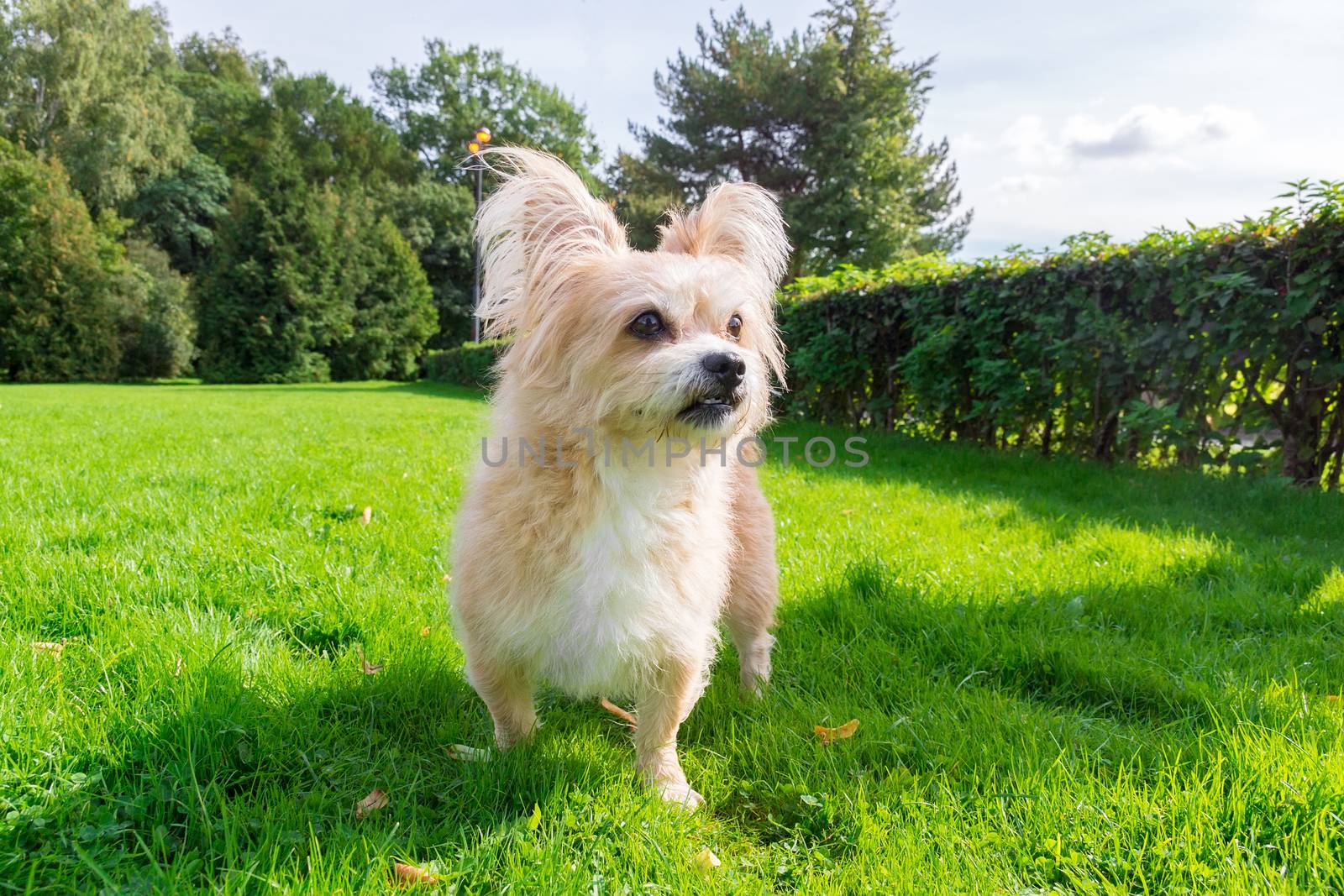 Little dog lying on the grass in the park, nature, autumn