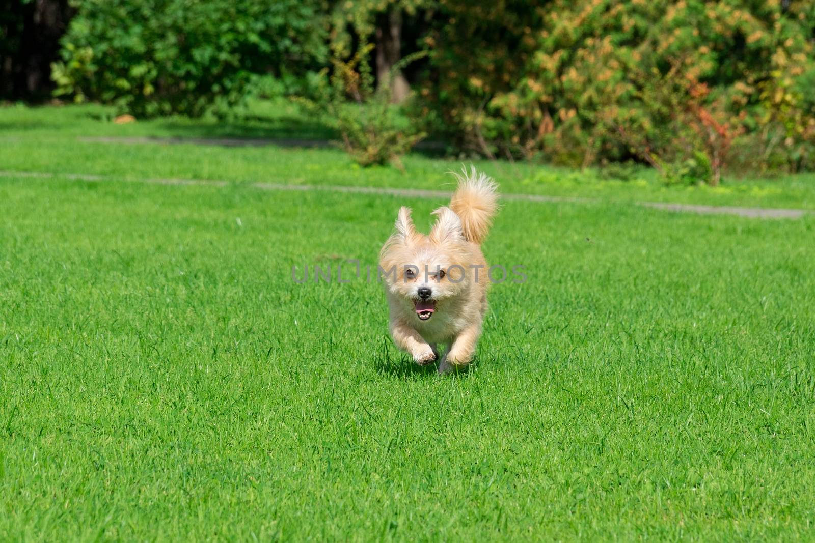 Little dog lying on the grass in the park, nature, autumn