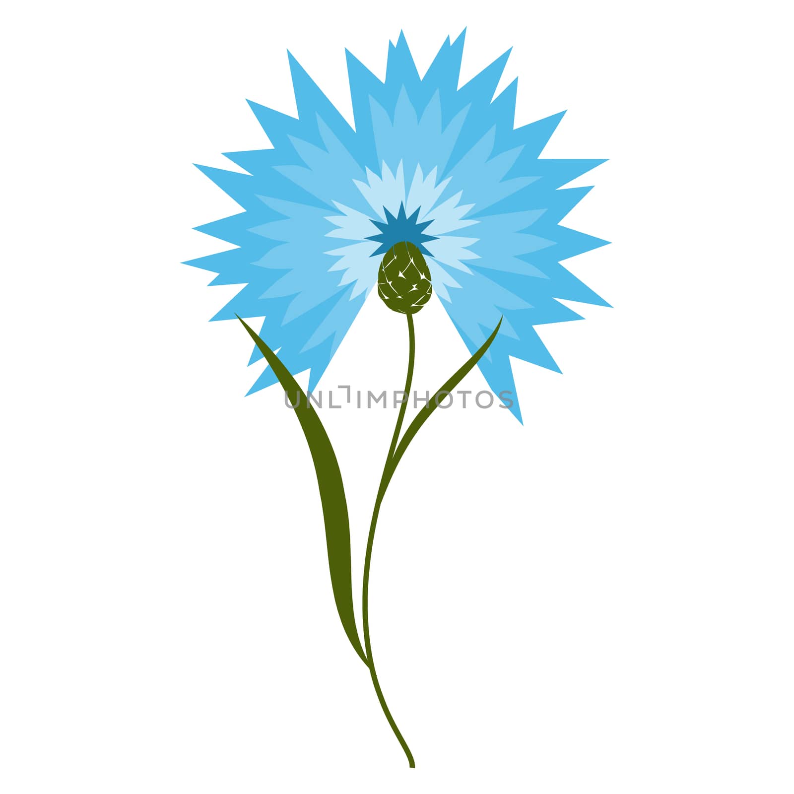 Blue flower cornflower isolated on white background. Cartoon centaurea cyanus