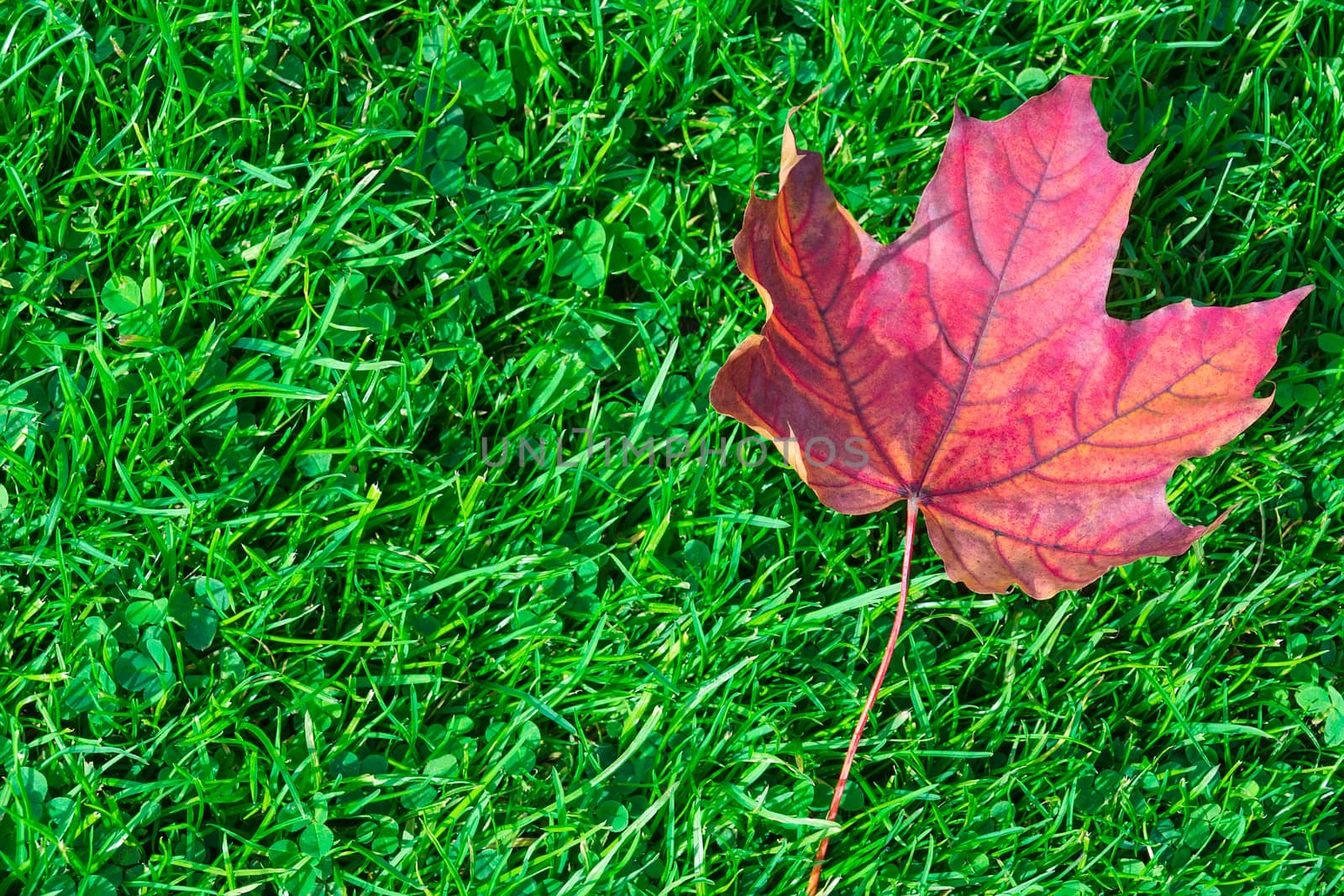 Autumn leaf maple on green grass by AlexBush