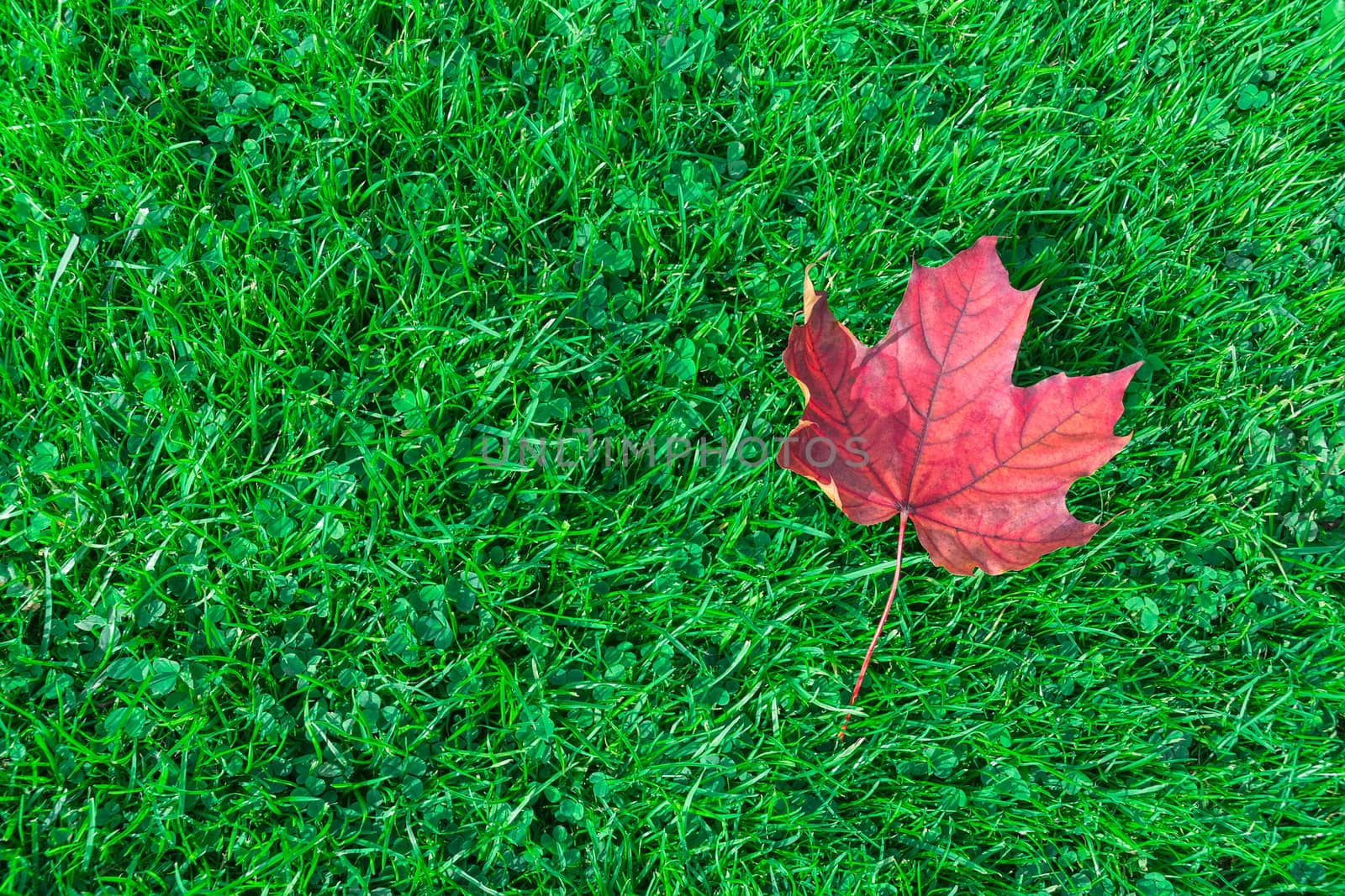 Autumn leaf maple on green grass, red leaf