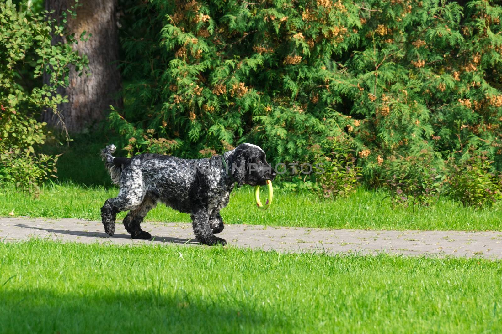Dog breed spaniel on the grass in the park