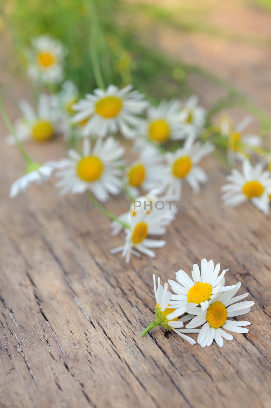 Chamomile flowers on wooden table in summer
