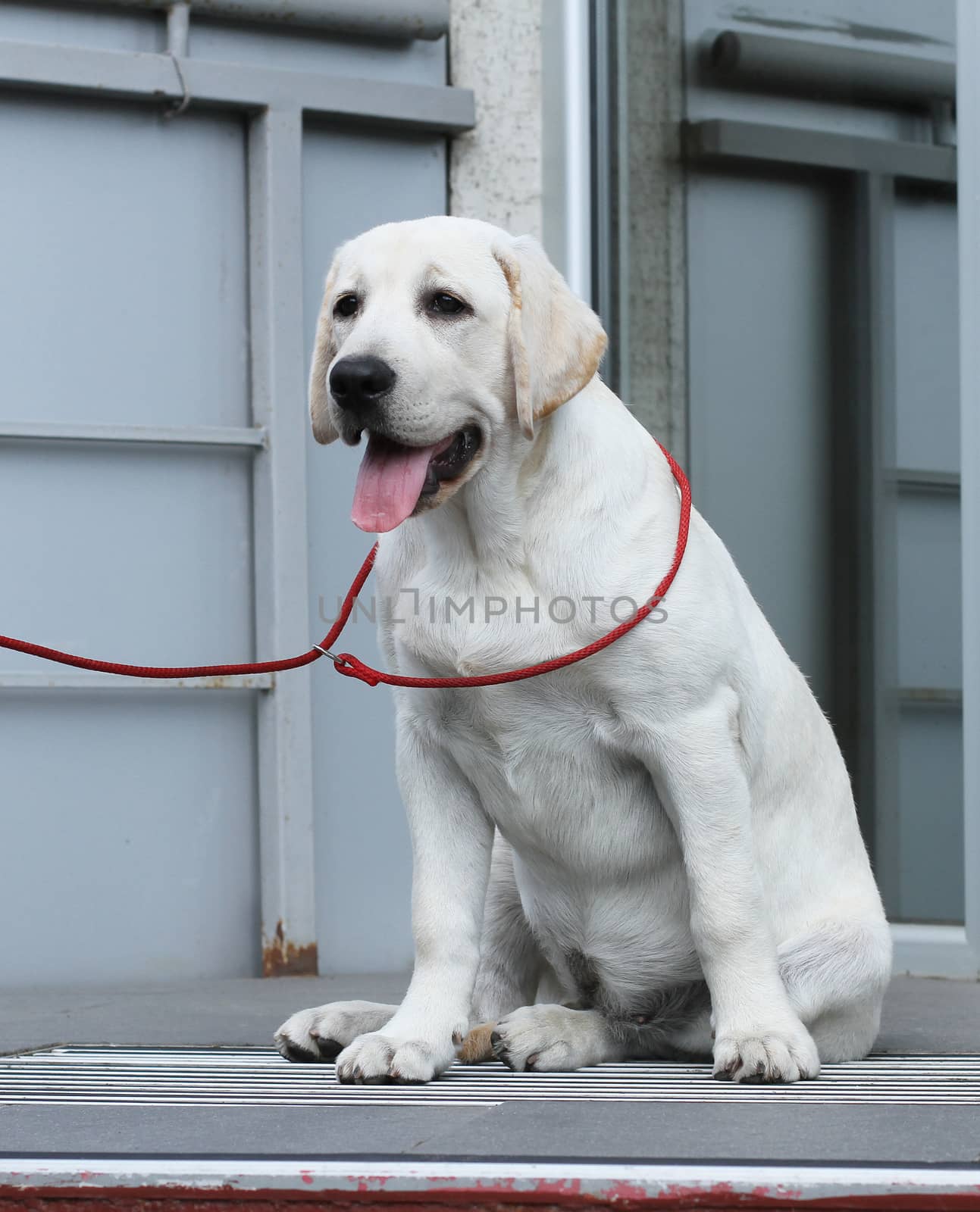 the little yellow labrador puppy sitting in the park