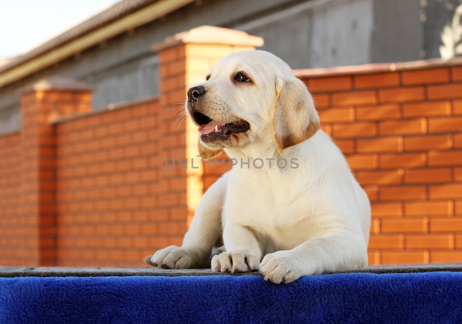 little yellow labrador puppy sitting on blue background