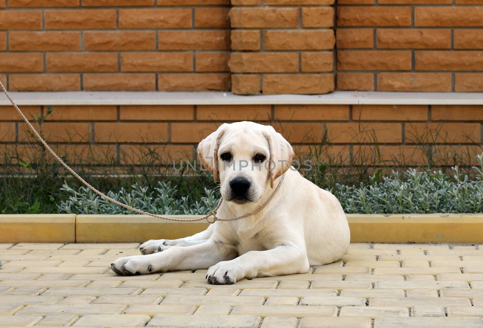 little yellow labrador puppy sitting in the park