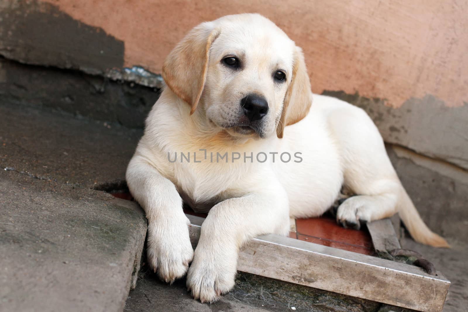 the little yellow labrador puppy sitting in the yard