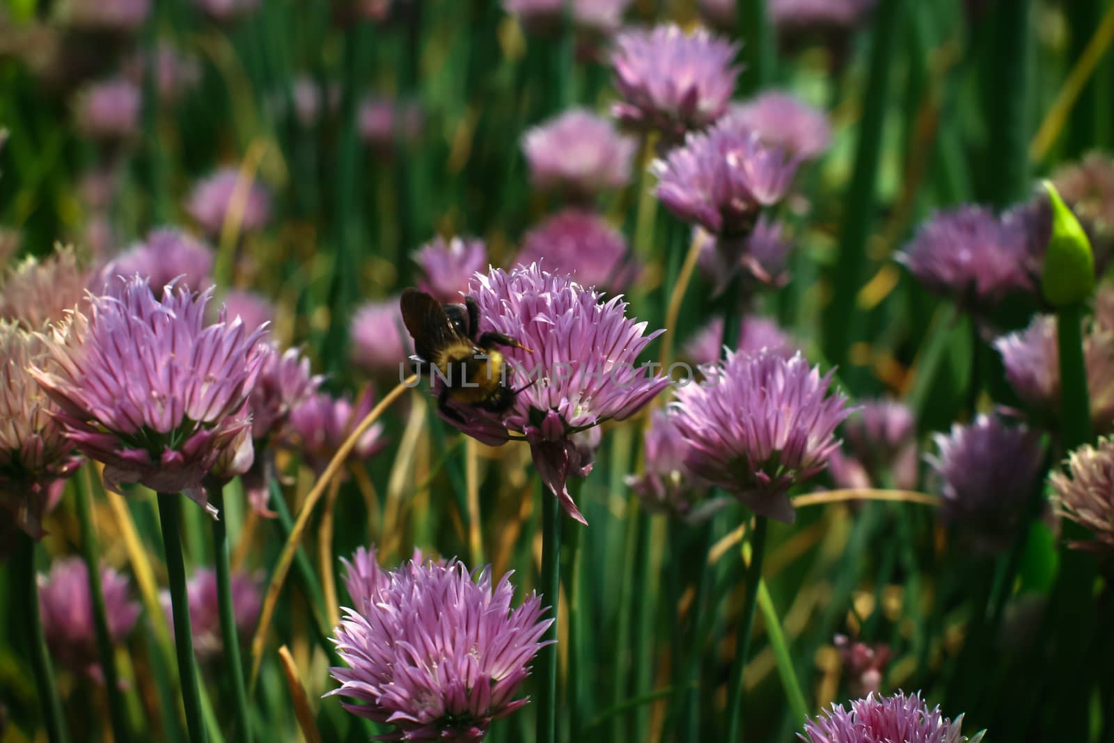 Bumblebee collecting nectar on a red clover flower. Soft focus