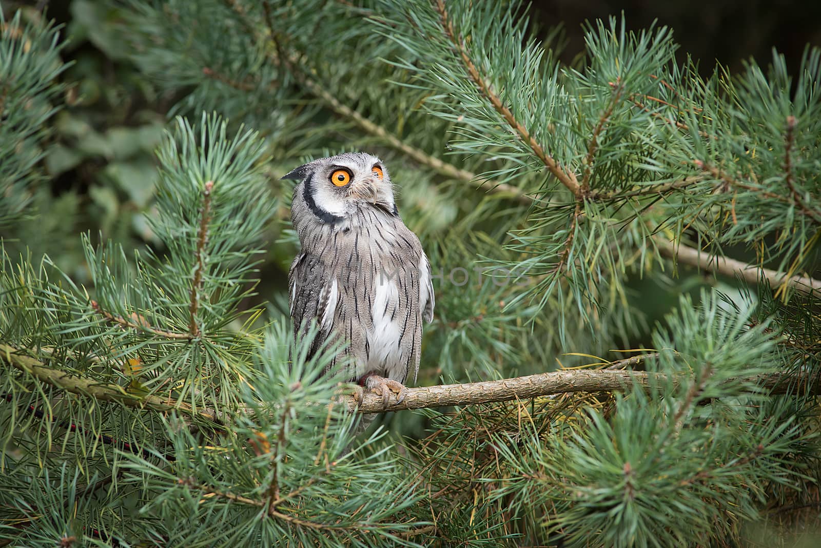 Scops owl in tree by alan_tunnicliffe