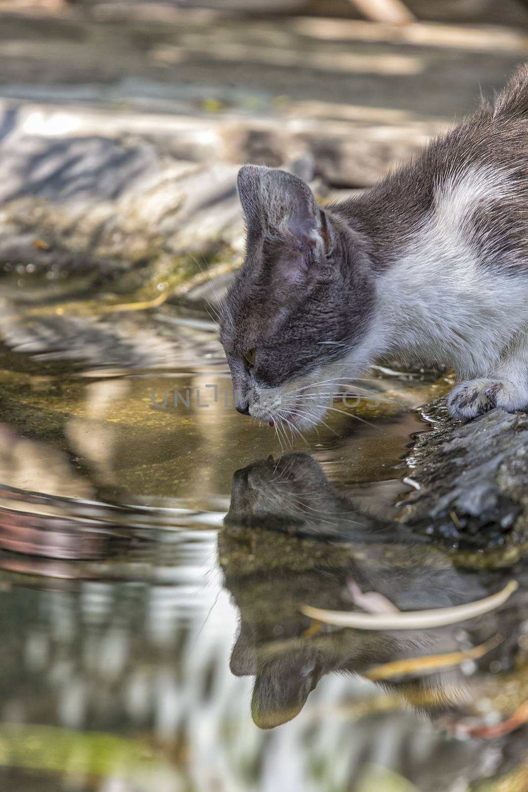 Cute cat drinks water. Close