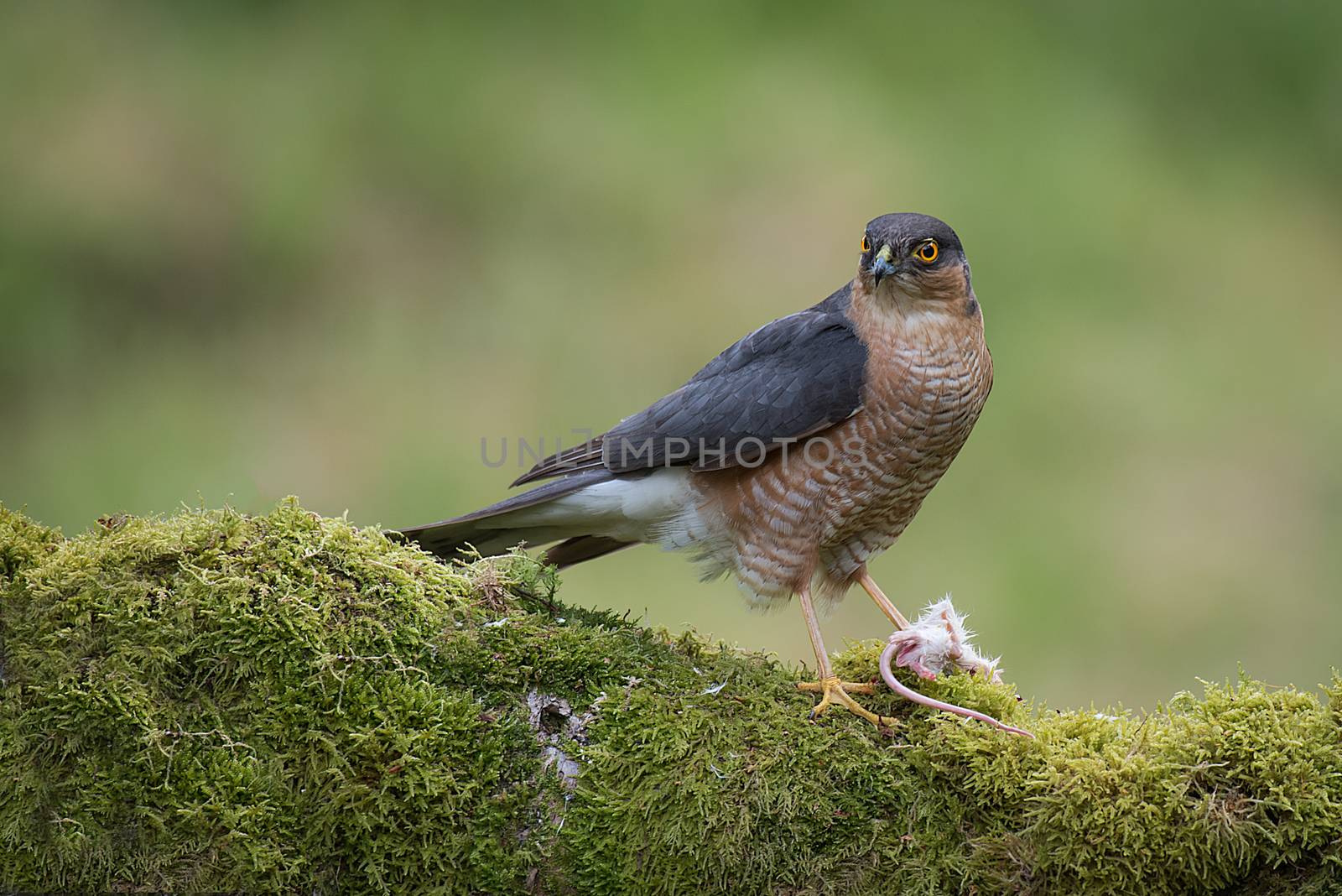 A male sparrow hawk perched on a lichen covered tree trunk looking alert and guarding his prey