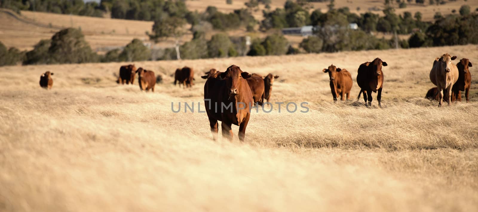 Cute cows in the countryside during the day. by artistrobd