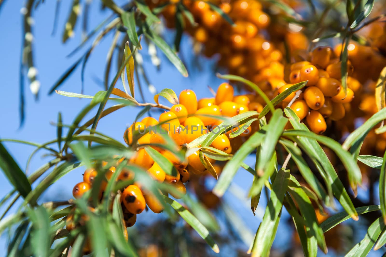 Orange berries of a sea-buckthorn on a branch with leaves