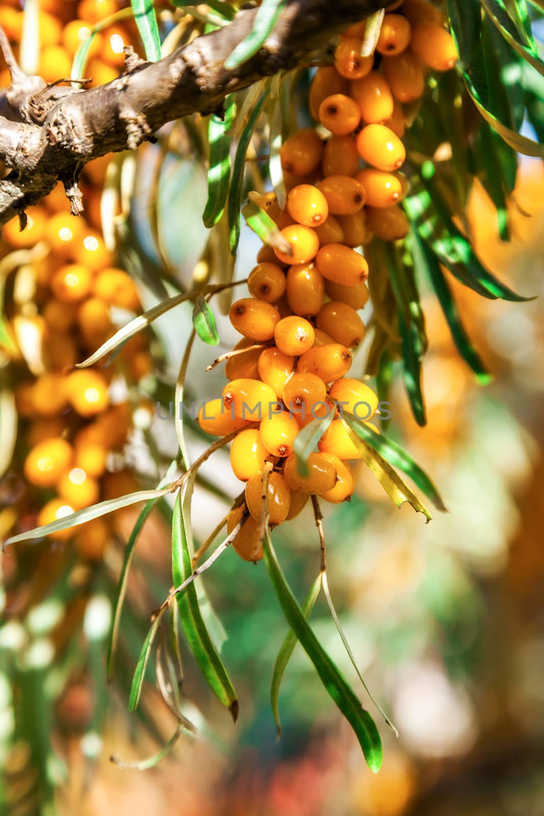 Orange berries of a sea-buckthorn on a branch with leaves