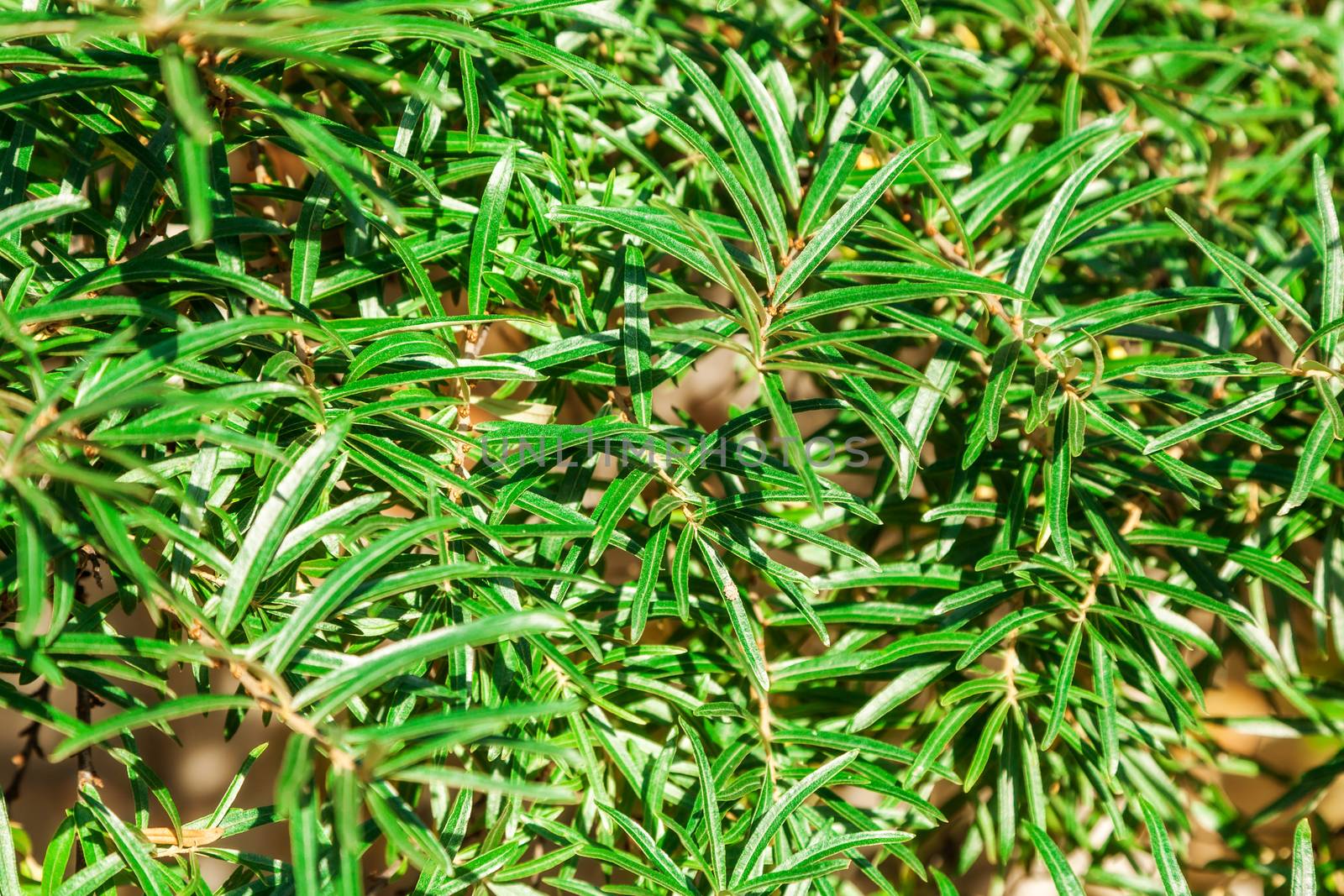 Sea buckthorn leaves on a tree branch