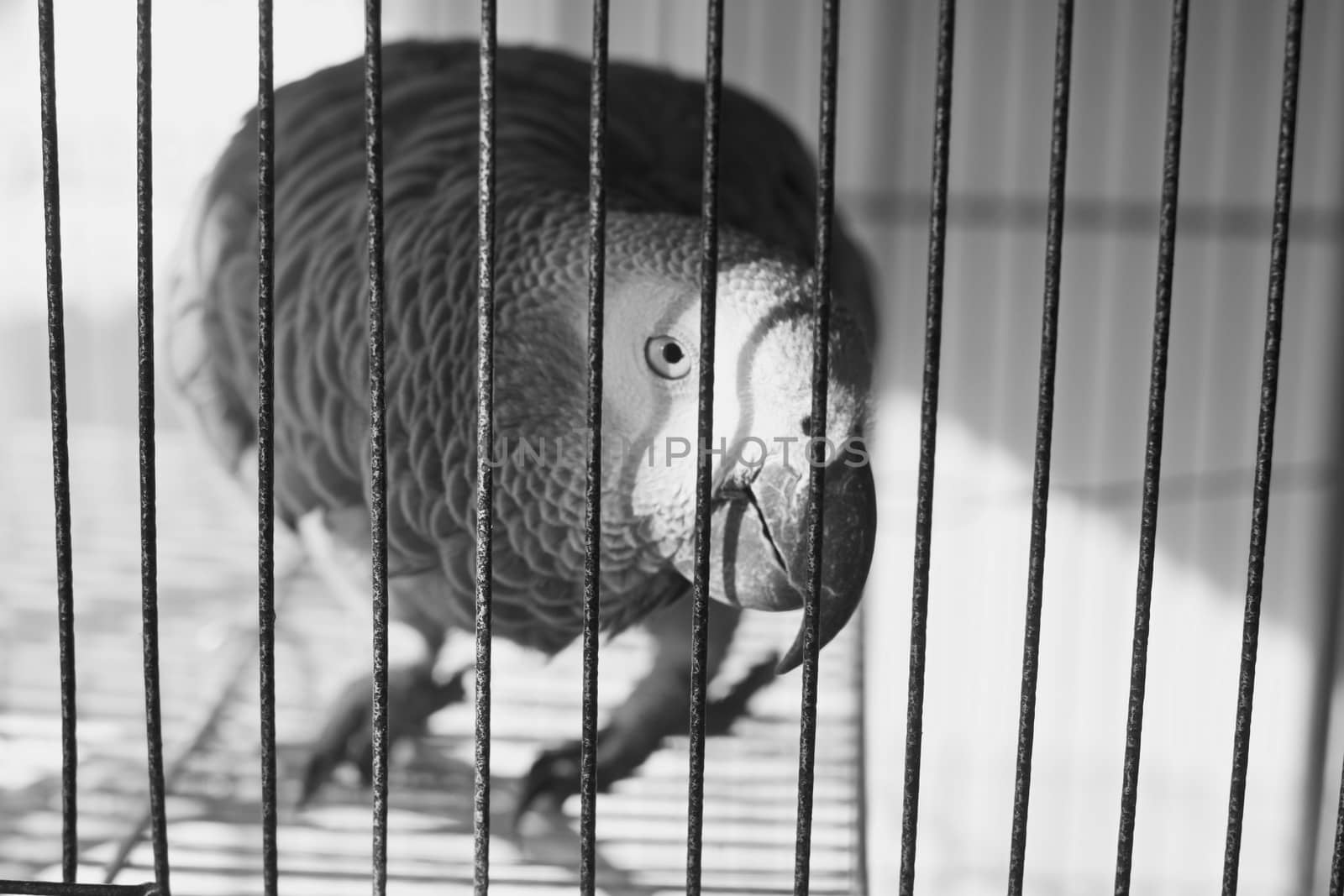 Wild grey african grey parrot in cage. Talking parrot near the window.