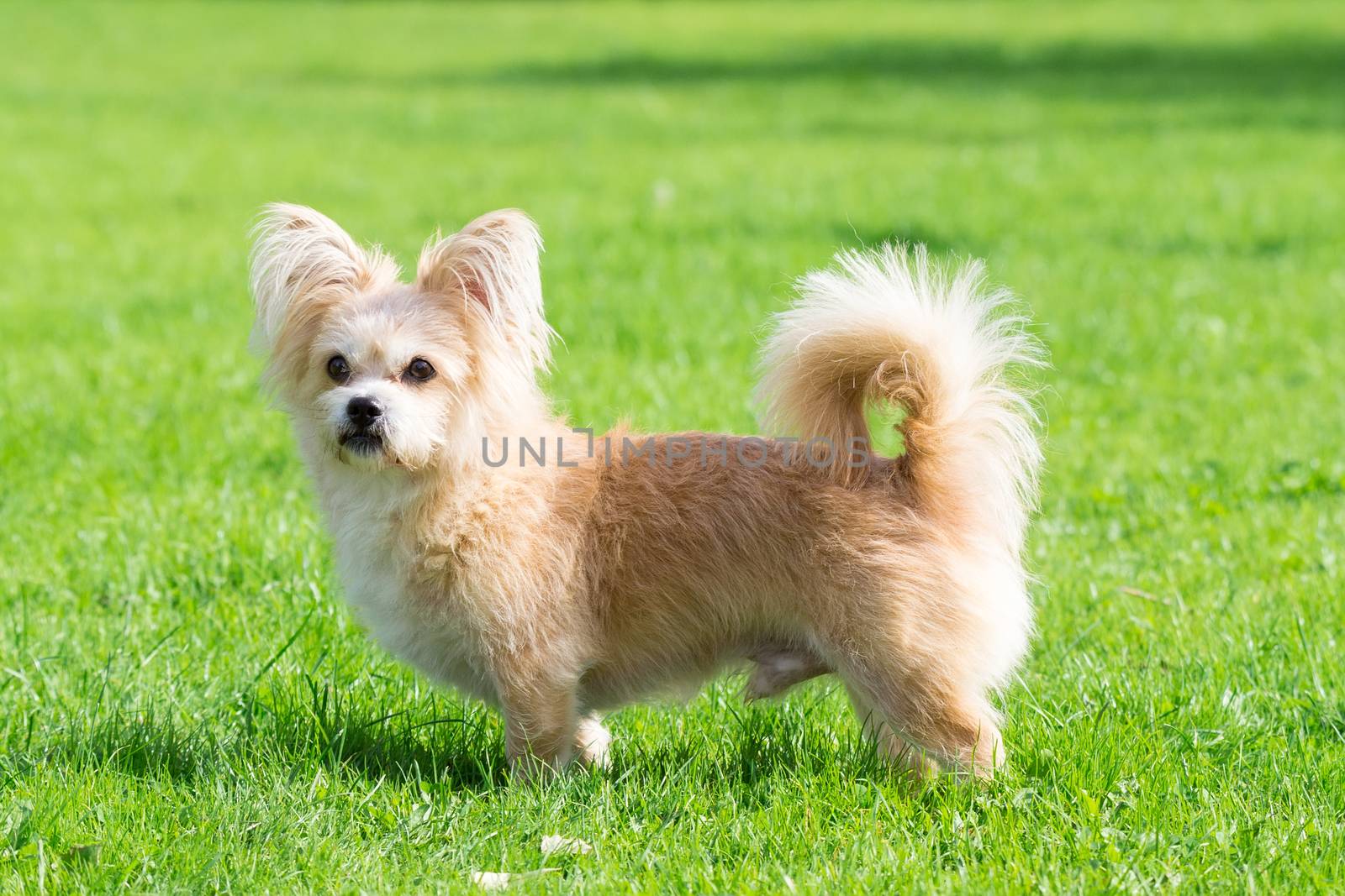 Little dog lying on the grass in the park, nature, autumn