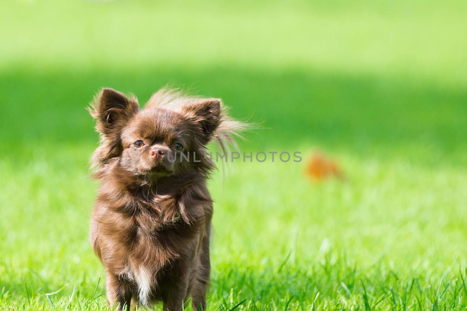 Little dog lying on the grass by AlexBush