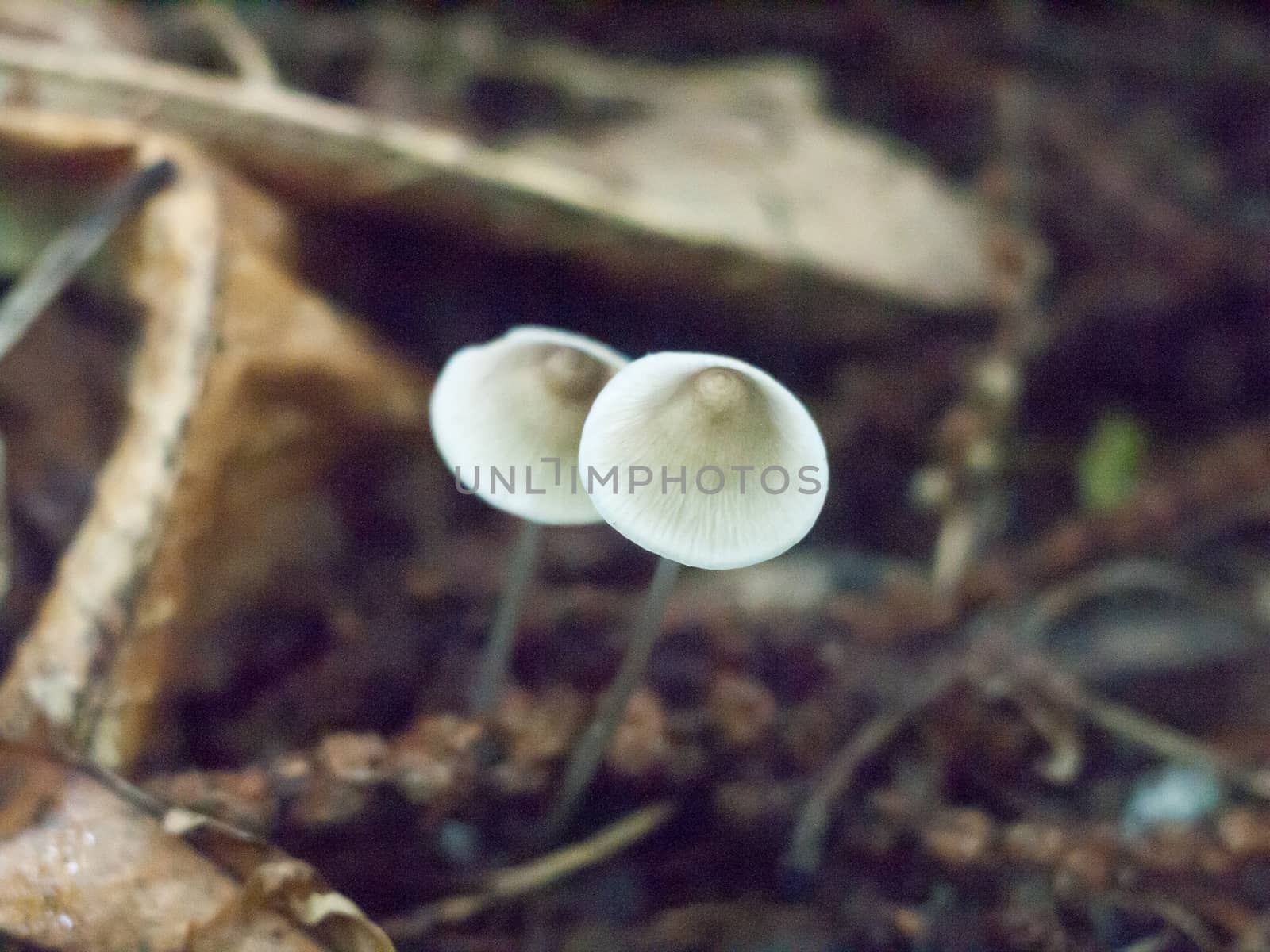 close up of two white mushroom caps on forest floor