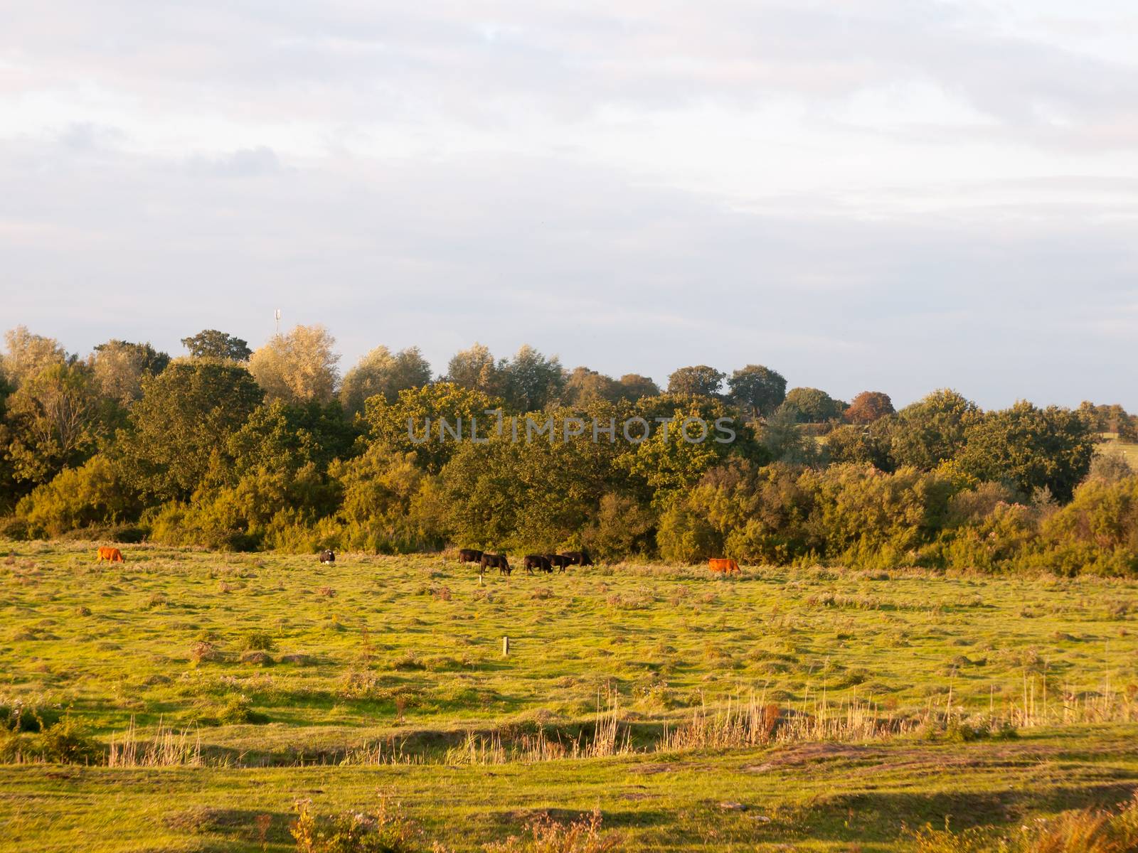 beautiful sunset lit green country land scene with trees and with farm dairy cows steers grazing in distance; England; Essex