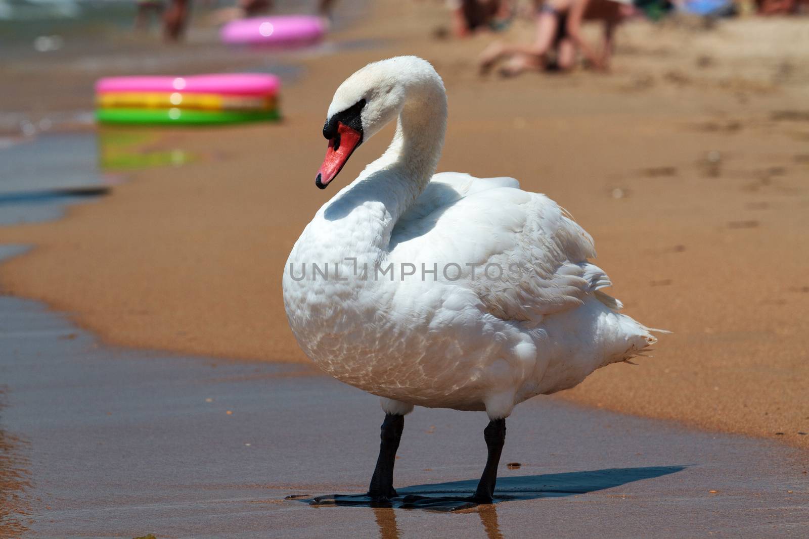 Big white swan on a sandy beach by Nobilior