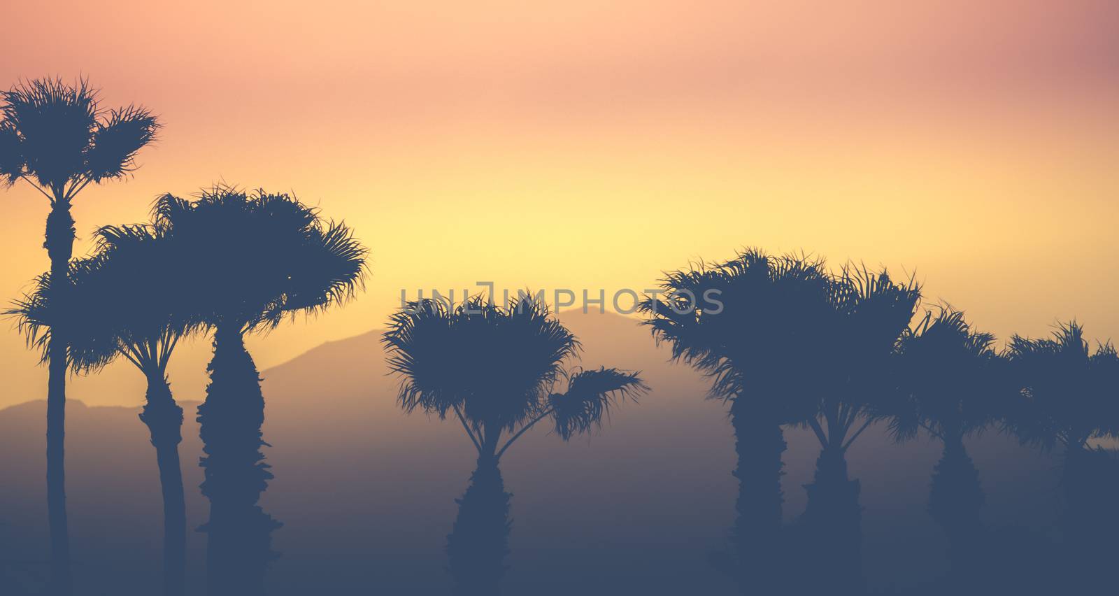 Retro Vintage Style Sunset Palm Trees Against A Desert Mountain Backdrop In Palm Springs USA