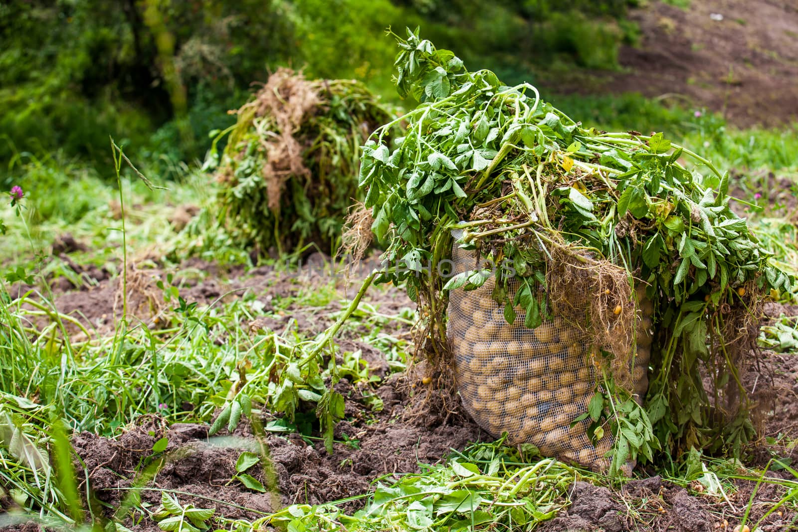 Harvesting of yellow potato ( Solanum phureja )