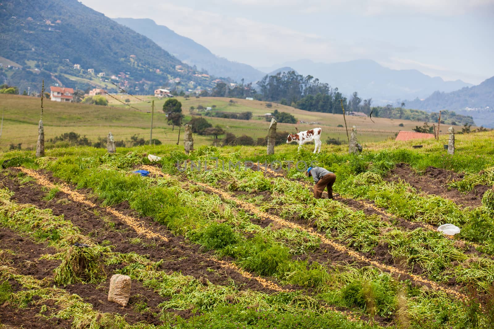 Workers harvesting yellow potato (Solanum phureja)