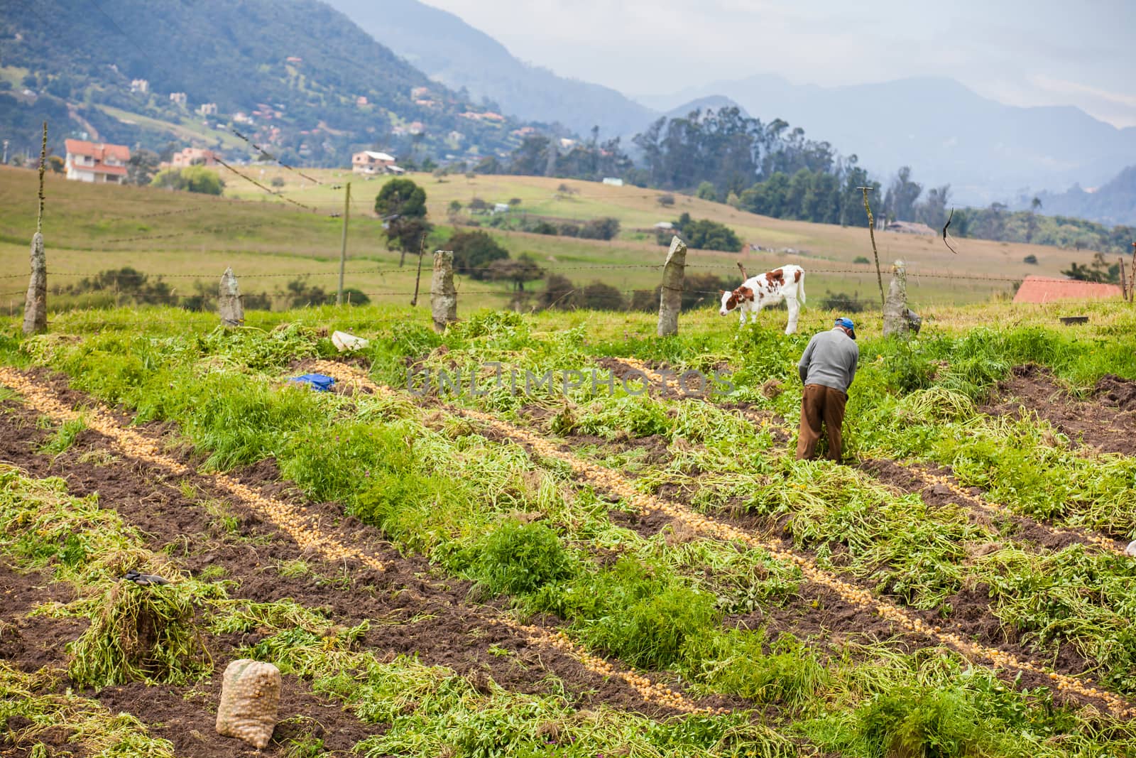 Workers harvesting yellow potato (Solanum phureja)