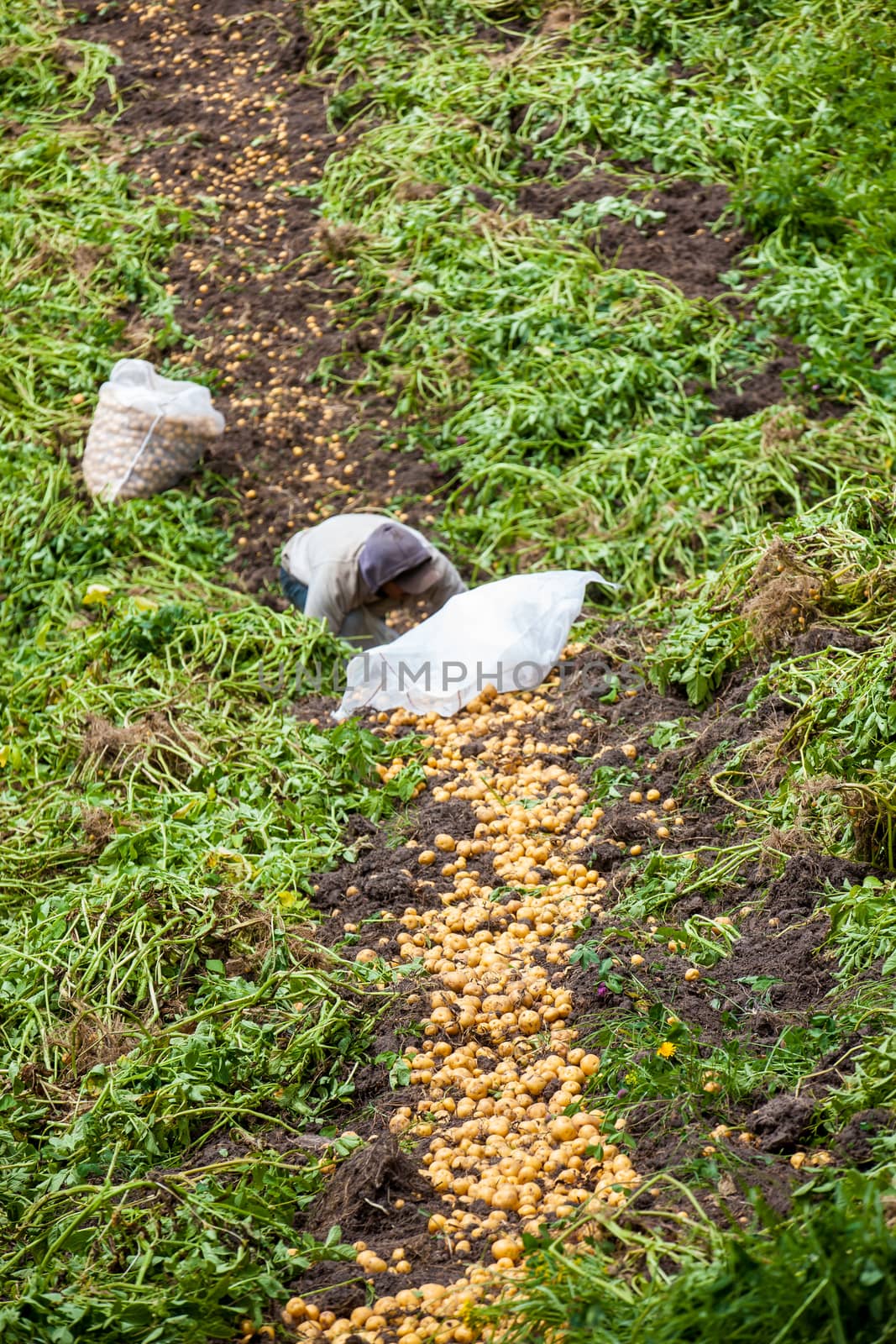 Harvesting of yellow potato ( Solanum phureja )