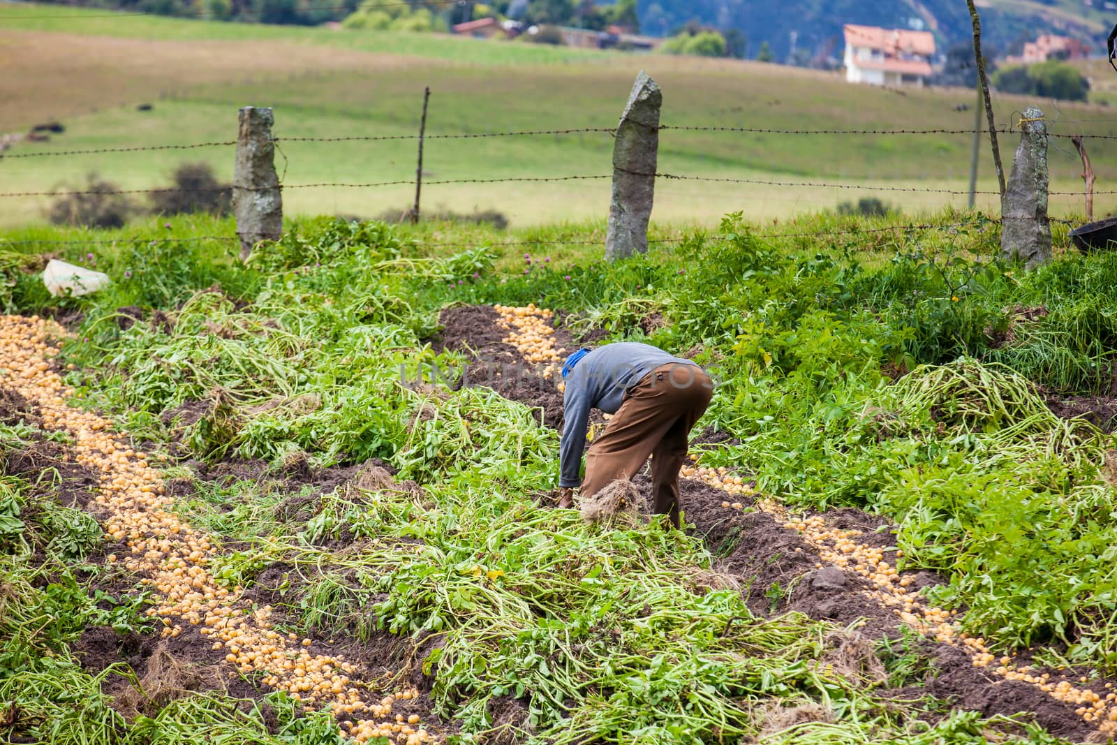 Workers harvesting yellow potato (Solanum phureja)