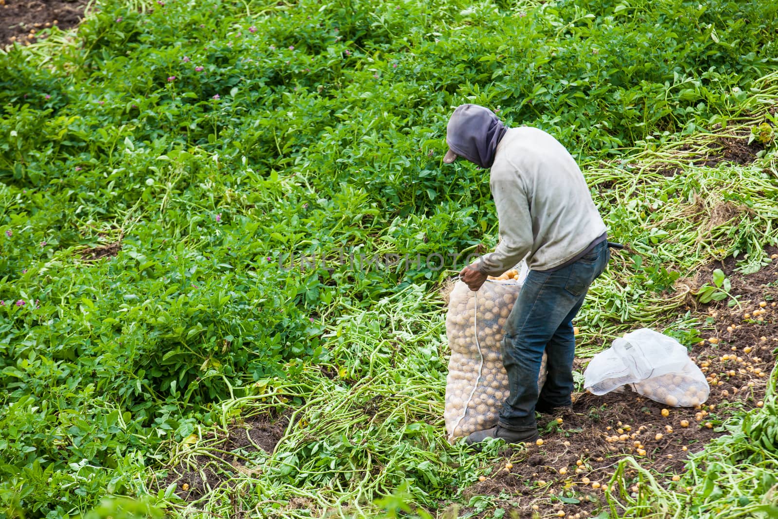 Workers harvesting yellow potato (Solanum phureja)