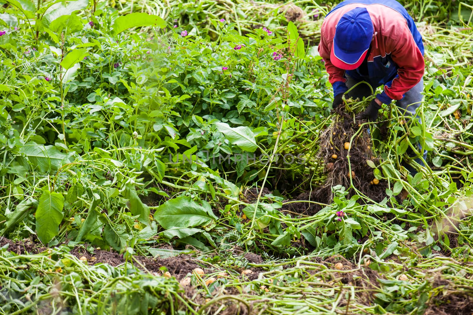 Workers harvesting yellow potato (Solanum phureja)