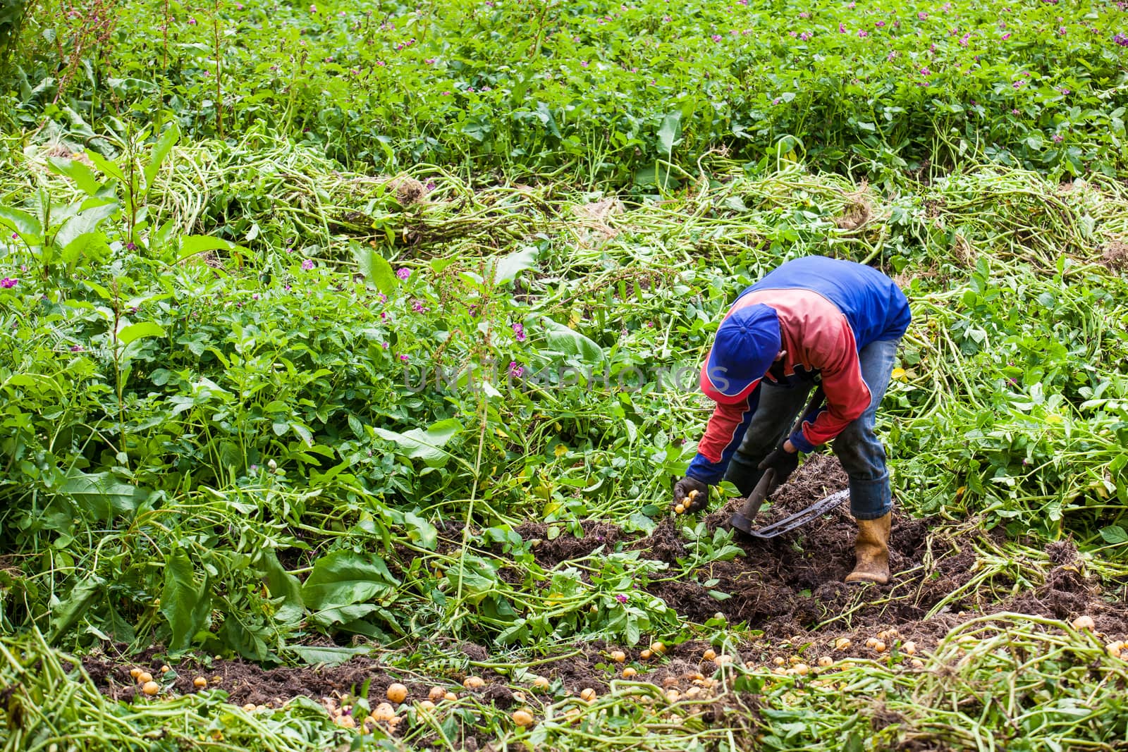 Workers harvesting yellow potato (Solanum phureja)