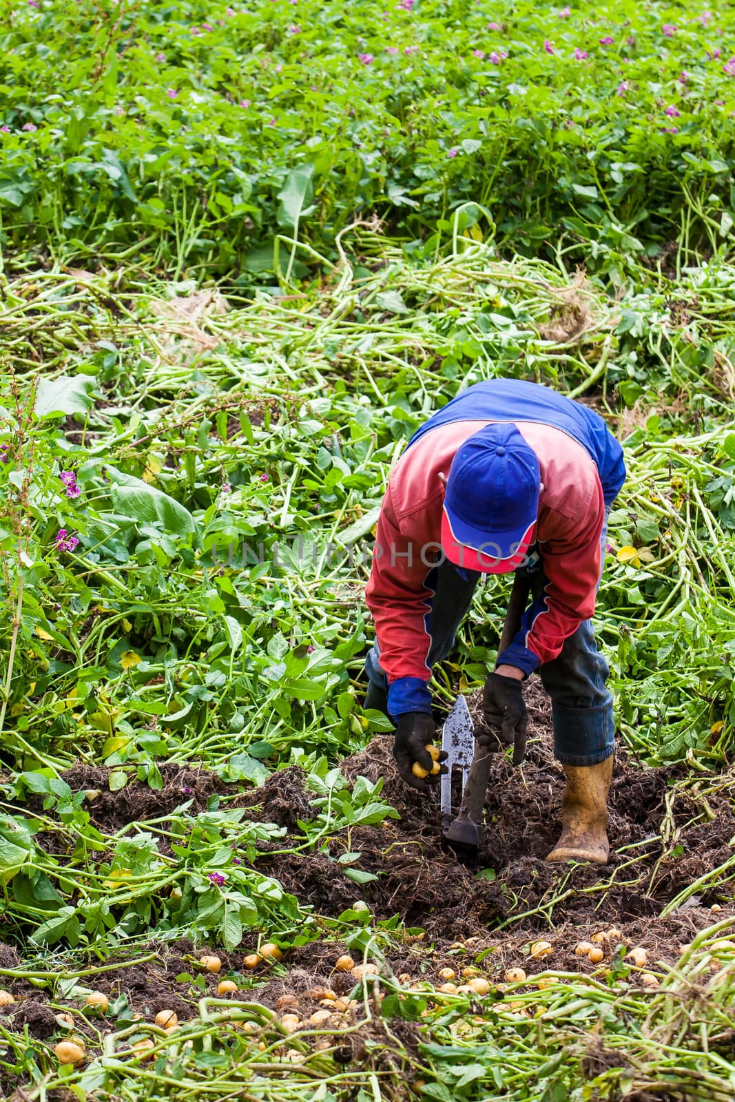 Workers harvesting yellow potato (Solanum phureja)