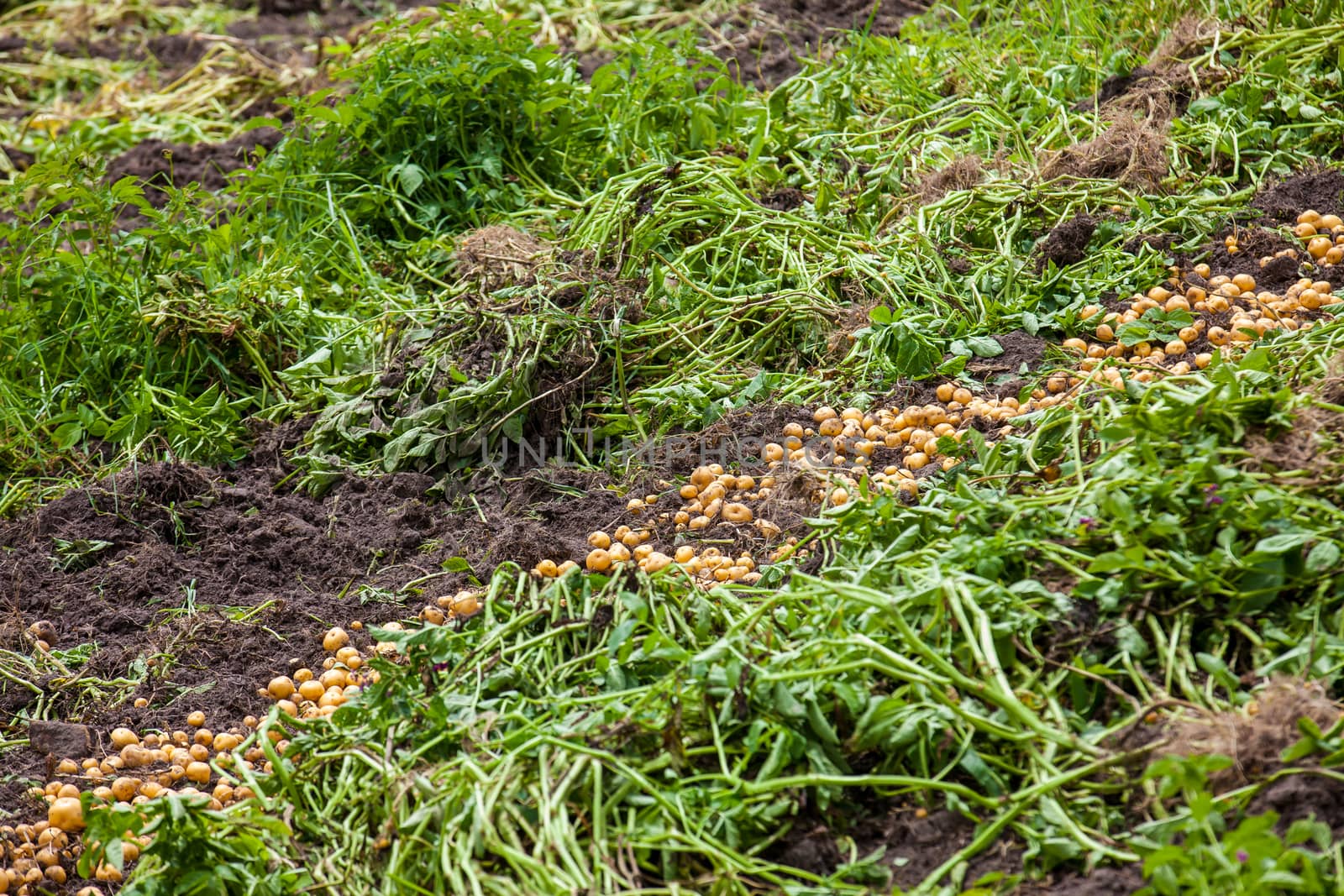 Harvesting of yellow potato ( Solanum phureja )